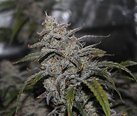 Grape Walker Kush Auto Feminised Seeds