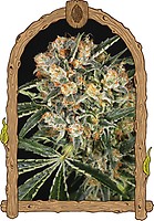 Hippie Therapy CBD Feminised Seeds
