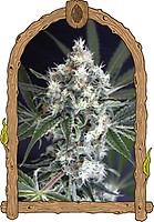 Medxotic Pure CBD Feminised Seeds