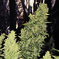 Niagara Auto Feminised Seeds
