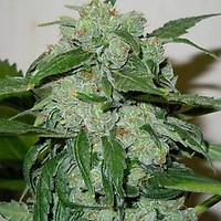 Chronic Ryder Auto Feminised Seeds