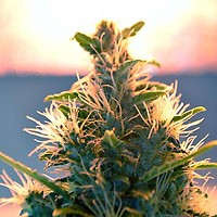 Lowryder Auto Regular Seeds