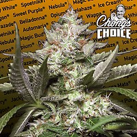 Kong 4 Auto Feminised Seeds