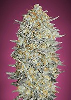 Gelato #33 Feminised Seeds