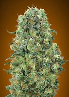 Critical Mass Feminised Seeds