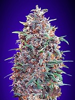 Purple Diesel Auto Feminised Seeds