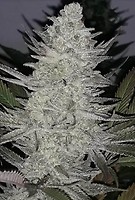 Pineapple Dynamite Limited Edition Regular Seeds