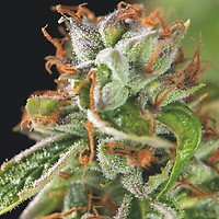Double OG Haze Feminised Seeds