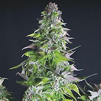 Romulan Feminised Seeds