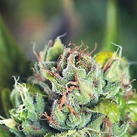 Tahoe Cure Feminised Seeds