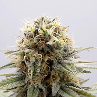 GSC Feminised Seeds