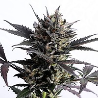 Lemon Haze Auto Feminised Seeds