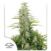 C-Vibez Feminised Seeds