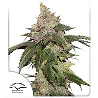 Kerosene Krash Feminised Seeds