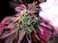 Cherry Pie Feminised Seeds
