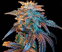 Gelato Auto Feminised Seeds