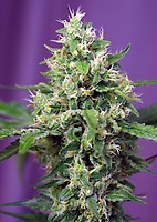 Sweet Amnesia Haze XL Auto Feminised Seeds