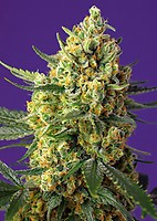 Crystal Candy XL Auto Feminised Seeds