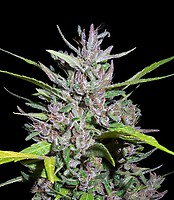 Honduras x Panama Feminised Seeds