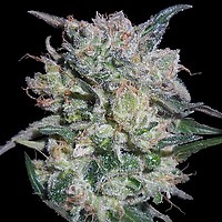Zamaldelica x Kali China Feminised Seeds
