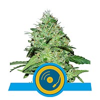 Joanne's CBD Feminised Seeds