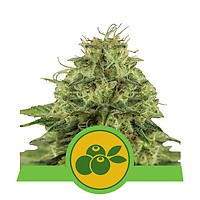Haze Berry Auto Feminised Seeds