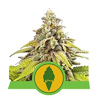 Green Gelato Auto Feminised Seeds