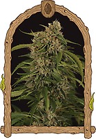 Sir Jack Pure CBD Auto Feminised Seeds