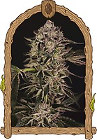 Quick Sherbet Feminised Seeds