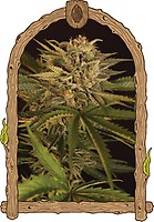 Dr. Greenman Pure CBD Feminised Seeds