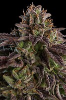 KmintZ Feminised Seeds