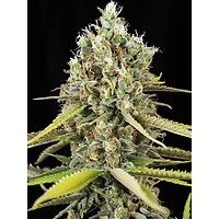 Lemon King Feminised Seeds