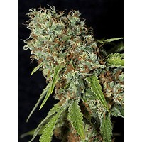 Jamaican Dream CBD Feminised Seeds