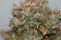 L.A. OG Kush Feminised Seeds - BULK