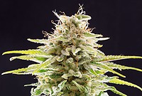 OG Kush Feminised Seeds - BULK