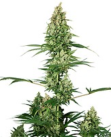 Silver Fire Feminised Seeds