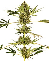 Himalayan CBD Feminised Seeds