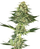 Banana Kush Feminised Seeds