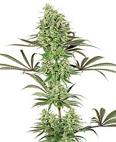 Double Banana Kush Feminised Seeds