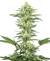 White Gorilla Haze Feminised Seeds