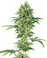 Nicole Hindu Kush Feminised Seeds