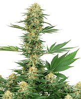 Gelato #420 Feminised Seeds