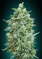 Northern Lights XXL Auto Feminised Seeds