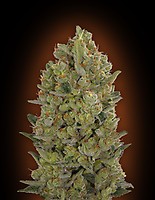 00 Cheese Feminised Seeds