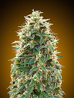 00 Cheese Auto Feminised Seeds