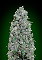 Afghan Mass XXL Auto Feminised Seeds
