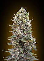 Cheese Berry Auto Feminised Seeds