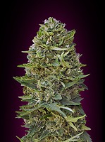 Caramel Kush Feminised Seeds