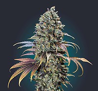 Chocolate Cream Feminised Seeds