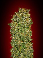 Chocolate Kush Feminised Seeds